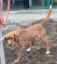 RIKI, Hund, Mischlingshund in Kroatien - Bild 4