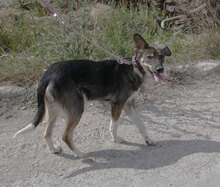 LIAS, Hund, Mischlingshund in Bulgarien - Bild 2