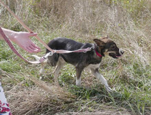 LIAS, Hund, Mischlingshund in Bulgarien - Bild 3