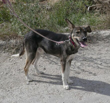 LIAS, Hund, Mischlingshund in Bulgarien - Bild 4