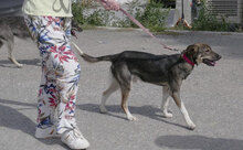 LIAS, Hund, Mischlingshund in Bulgarien - Bild 8