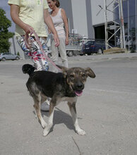 LIAS, Hund, Mischlingshund in Bulgarien - Bild 9