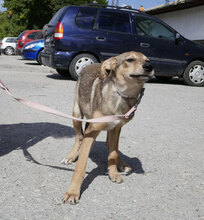 YUCA, Hund, Mischlingshund in Bulgarien - Bild 3