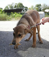 YUCA, Hund, Mischlingshund in Bulgarien - Bild 4