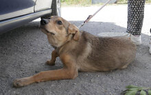 YUCA, Hund, Mischlingshund in Bulgarien - Bild 6