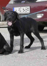 ILA, Hund, Schnauzer-Mix in Mühlheim - Bild 1