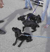 ILA, Hund, Schnauzer-Mix in Mühlheim - Bild 10