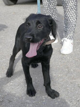 ILA, Hund, Schnauzer-Mix in Mühlheim - Bild 3