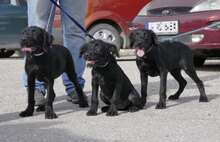 ILA, Hund, Schnauzer-Mix in Mühlheim - Bild 5