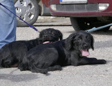 ILA, Hund, Schnauzer-Mix in Mühlheim - Bild 6