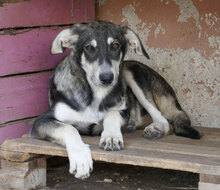 DARIEL, Hund, Mischlingshund in Bulgarien - Bild 1