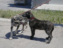 DARIEL, Hund, Mischlingshund in Bulgarien - Bild 10