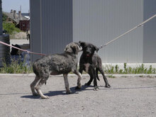 DARIEL, Hund, Mischlingshund in Bulgarien - Bild 11