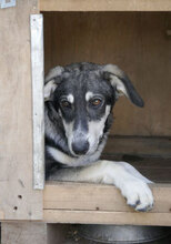 DARIEL, Hund, Mischlingshund in Bulgarien - Bild 3