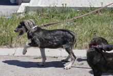 DARIEL, Hund, Mischlingshund in Bulgarien - Bild 9