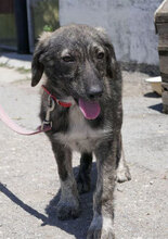 MALI, Hund, Mischlingshund in Bulgarien - Bild 1