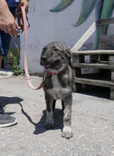 MALI, Hund, Mischlingshund in Bulgarien - Bild 10