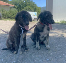 MALI, Hund, Mischlingshund in Bulgarien - Bild 12