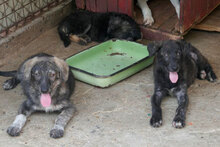 MALI, Hund, Mischlingshund in Bulgarien - Bild 13