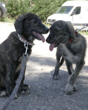 MALI, Hund, Mischlingshund in Bulgarien - Bild 3