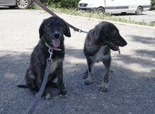 MALI, Hund, Mischlingshund in Bulgarien - Bild 4