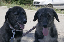 MALI, Hund, Mischlingshund in Bulgarien - Bild 5