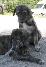 MALI, Hund, Mischlingshund in Bulgarien - Bild 6