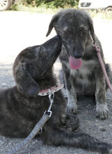 MALI, Hund, Mischlingshund in Bulgarien - Bild 7