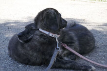 MALI, Hund, Mischlingshund in Bulgarien - Bild 9