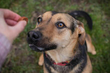 LASKA, Hund, Mischlingshund in Kroatien - Bild 1