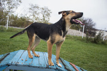 LASKA, Hund, Mischlingshund in Kroatien - Bild 3