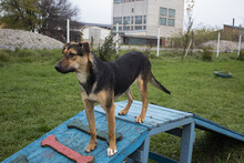 LASKA, Hund, Mischlingshund in Kroatien - Bild 4