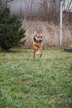 LASKA, Hund, Mischlingshund in Kroatien - Bild 5