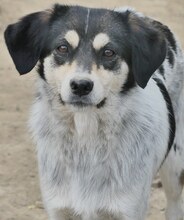 LUNA, Hund, Mischlingshund in Griechenland