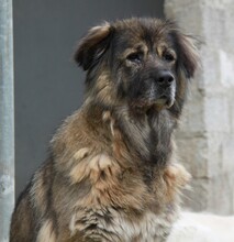 OMI, Hund, Mischlingshund in Griechenland - Bild 1