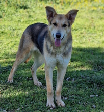 PIXIE, Hund, Mischlingshund in Wuppertal - Bild 14