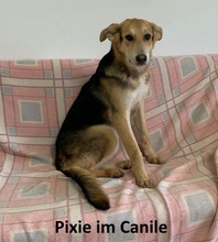 PIXIE, Hund, Mischlingshund in Wuppertal - Bild 20