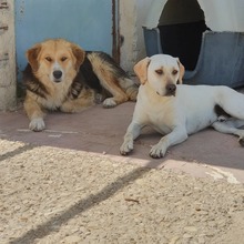 SINTOS, Hund, Mischlingshund in Griechenland - Bild 4