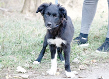 YIN, Hund, Mischlingshund in Ungarn - Bild 2