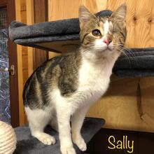 SALLY, Katze, Hauskatze in Rehe