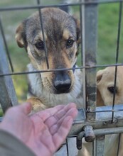 BINGO, Hund, Mischlingshund in Griechenland - Bild 15