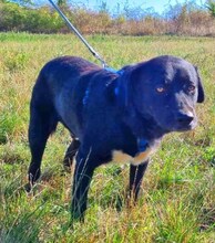 BERNHARD, Hund, Rottweiler-Mix in Rumänien