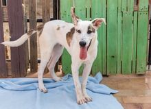 LENNOX, Hund, Mischlingshund in Spanien