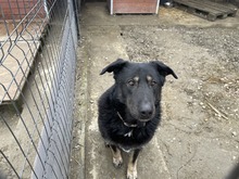 SHADOW, Hund, Mischlingshund in Rumänien - Bild 1