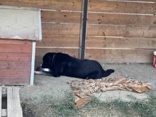 SHADOW, Hund, Mischlingshund in Rumänien - Bild 10