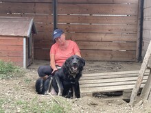 SHADOW, Hund, Mischlingshund in Rumänien - Bild 14