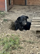 SHADOW, Hund, Mischlingshund in Rumänien - Bild 16