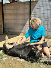 SHADOW, Hund, Mischlingshund in Rumänien - Bild 19