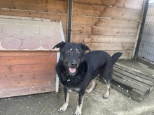 SHADOW, Hund, Mischlingshund in Rumänien - Bild 2