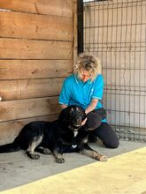 SHADOW, Hund, Mischlingshund in Rumänien - Bild 20